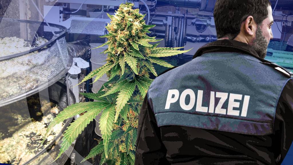 Olten: Kantonspolizei Solothurn entdeckt Indoor-Hanfanlage 