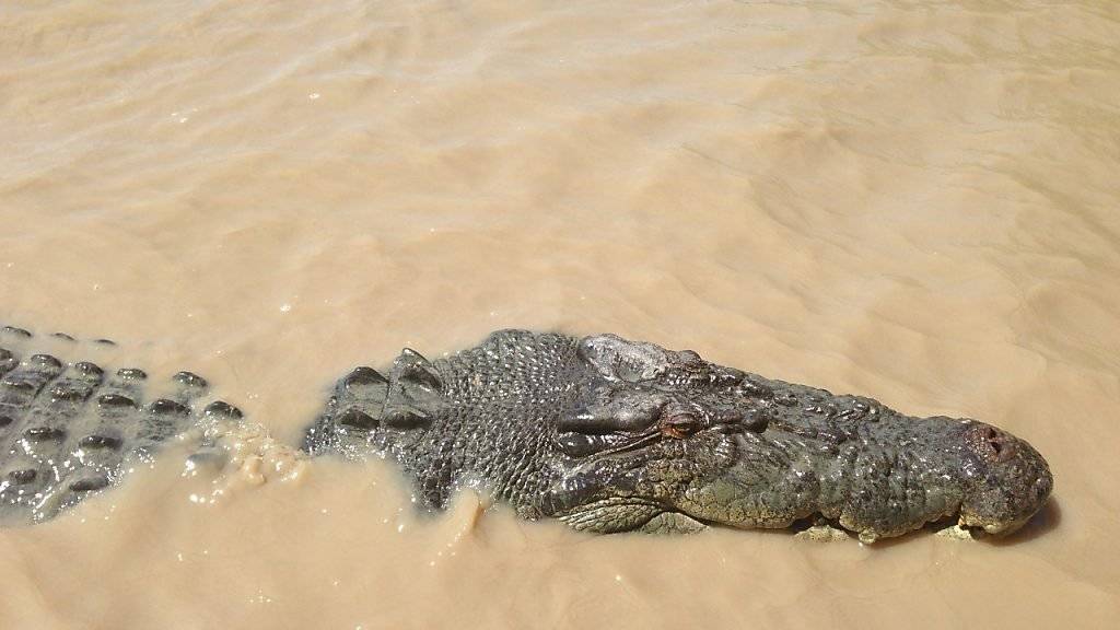 Ein Salzwasserkrokodil im Norden Australiens. Wegen mehrerer Krokodil-Attacken will ein Politiker die Jagd auf die Tiere erlauben. (Archiv)