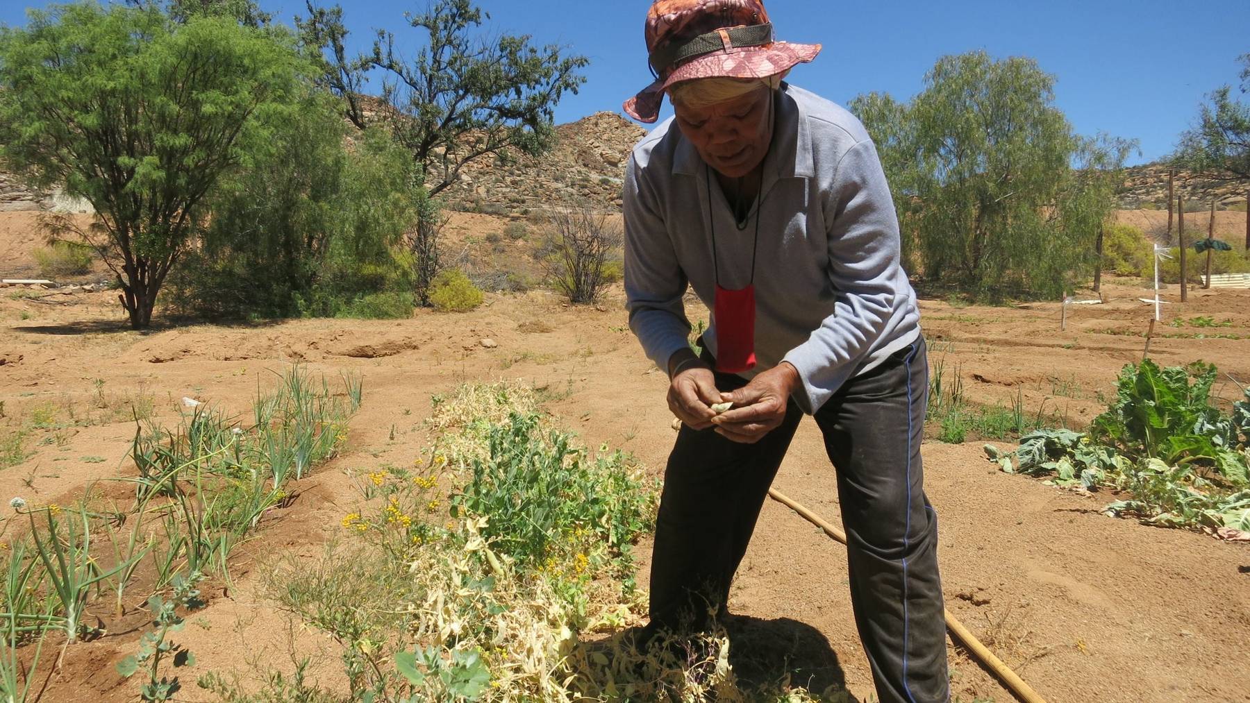 Fastenopfer unterstützt unter anderem landwirtschaftliche Projekte in Südafrika.