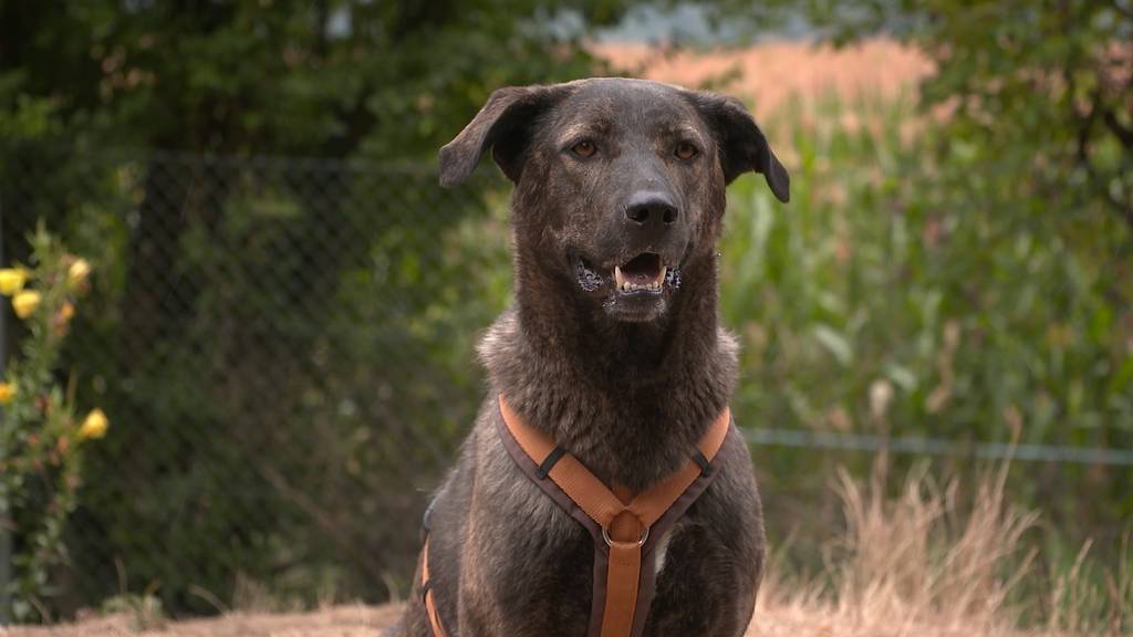 Nelli