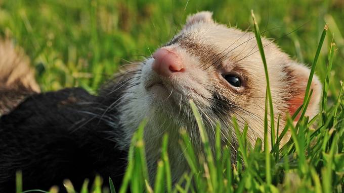 Frettchen Alle Infos Im Rasseportrat Herz Fuer Tiere De