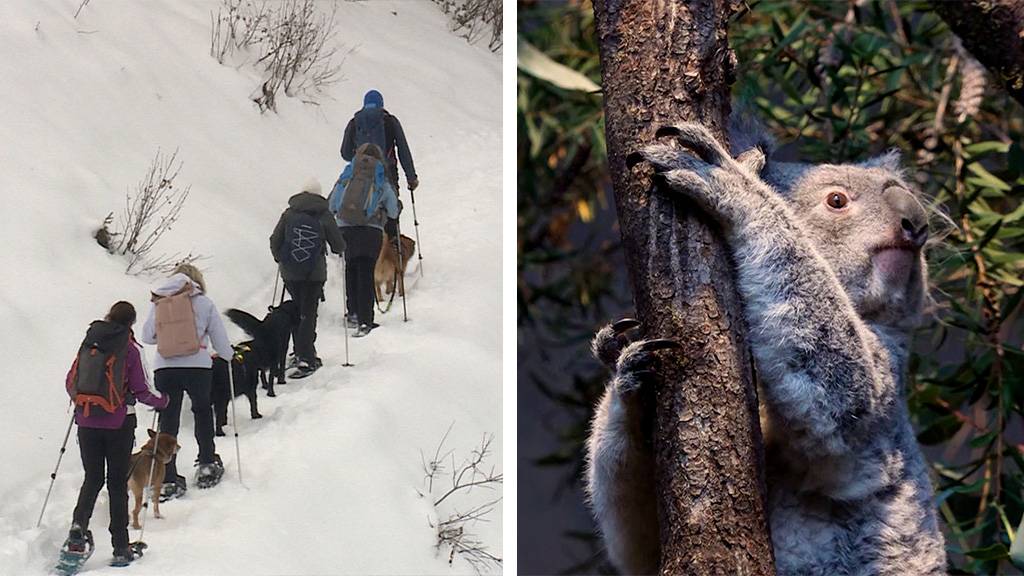 Schneeschuhtour mit Hund /  Koala Tea im Zoo Zuerich