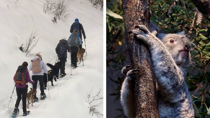 Schneeschuhtour mit Hund /  Koala Tea im Zoo Zürich