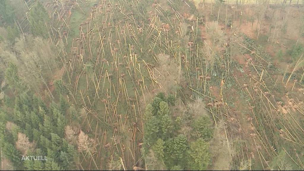 Sturm Burglind: Solothurn investiert über 2 Mio. Franken in Wald