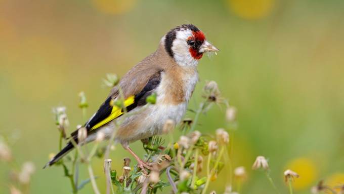 Naturnahe Gärten für mehr Vögel in der Stadt