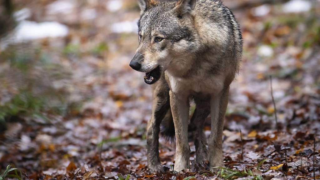 Fragen aus dem St. Galler Kantonsrat zur Wolfsjagd in Russland