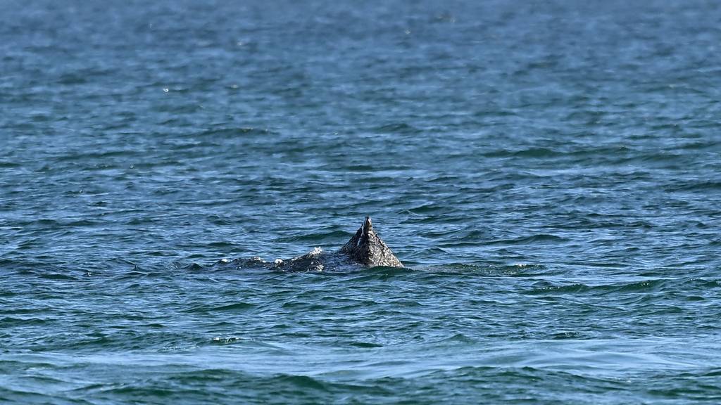 Gestrandeter Wal schwimmt wieder im offenen Wasser