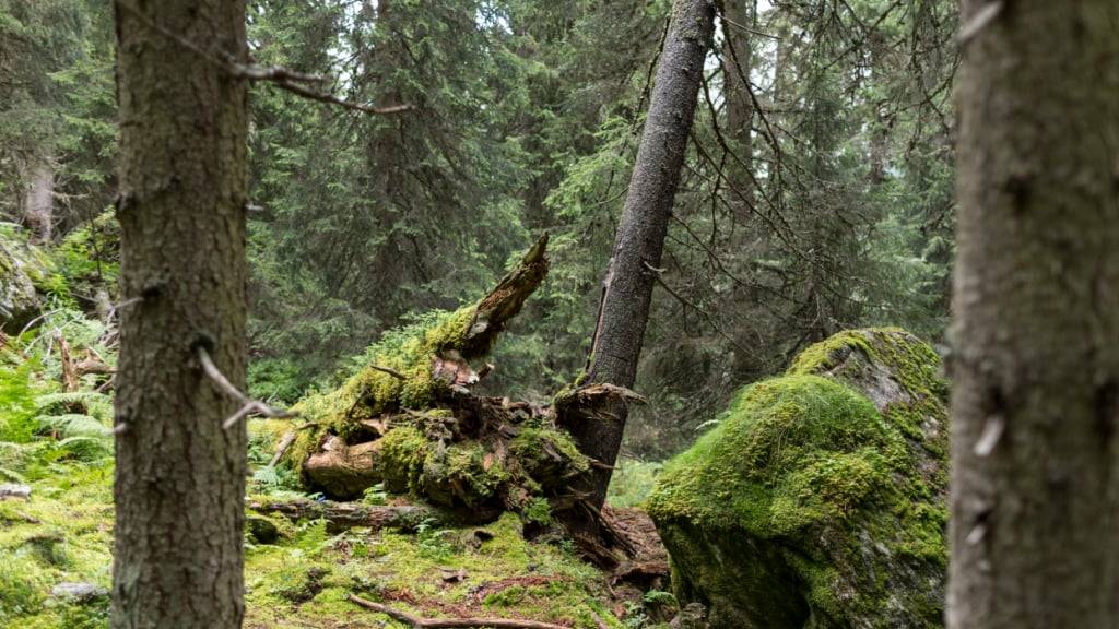 Im Gebiet Zingelflue in Wolfenschiessen NW soll der Wald seiner natürlichen Prägung überlassen werden. (Symbolbild)