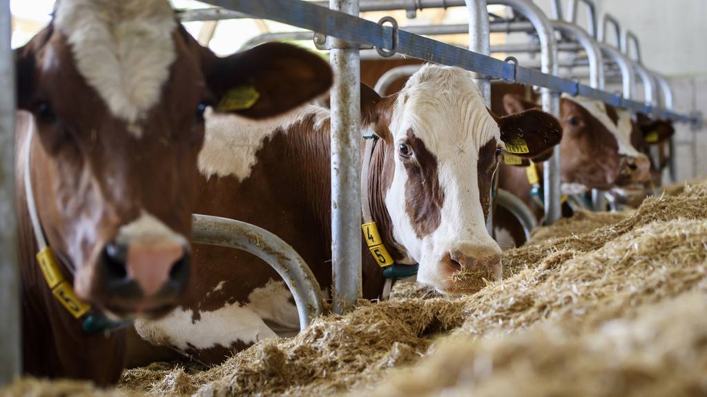 Kuh-Kopf beschlagnahmt: Aargauer Landwirt passte Saugschutz nicht an