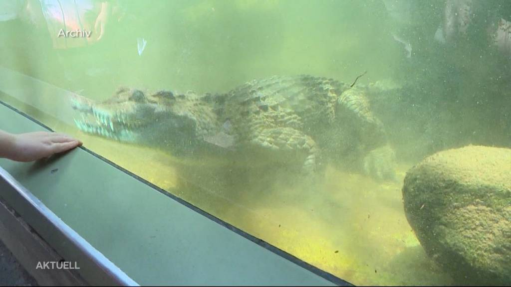 Krokodil beisst im Zoo Zürich Pflegerin