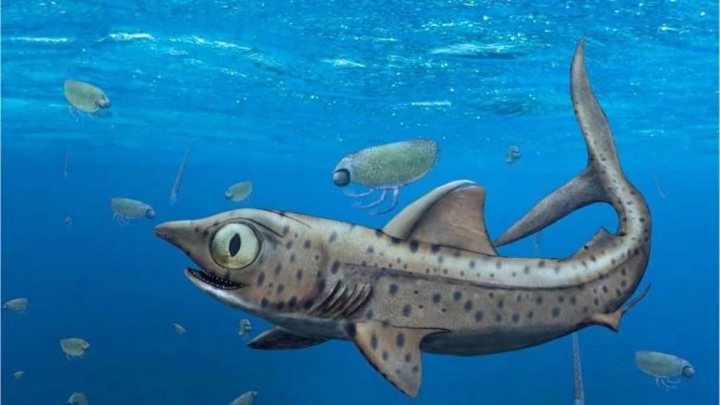 Eine Visualisierung eines Urzeit-Hais, bei dem die älteren Zähen gut sichtbar senkrecht auf dem Kiefer standen. Die schärferen Zähne zeigten gut versteckt in Richtung Zunge.