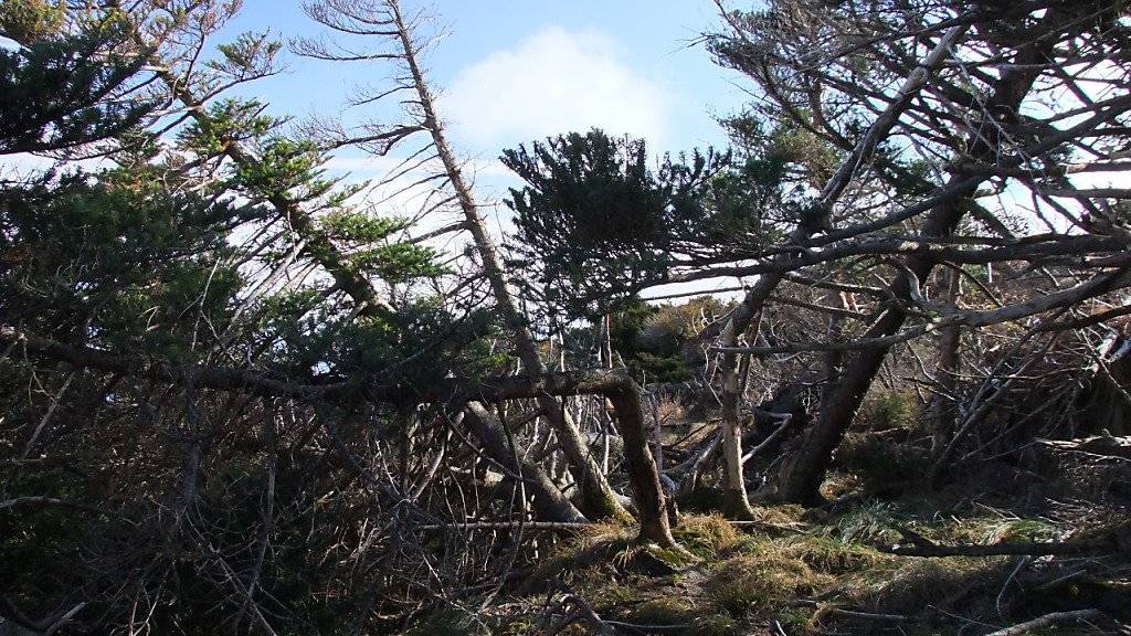 Ein Taifun brachte im Oktober 2012 diese Koreatannen im Hallasan National Park in Südkorea zu Fall.