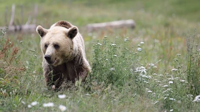 Arosa-Bärenland feiert Einjähriges