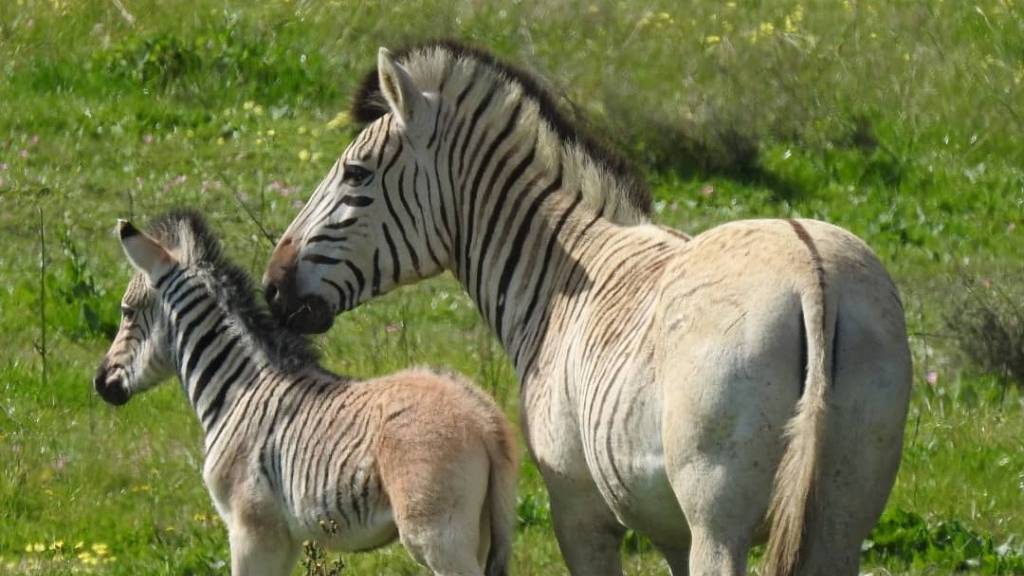 Zebras fast ohne Streifen – Durchbruch bei einem Zuchtprojekt