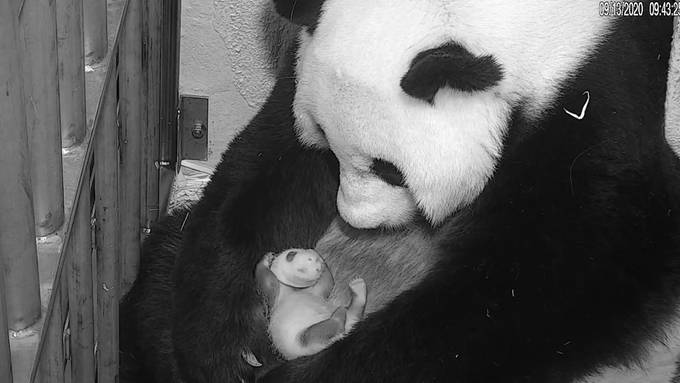 Panda-Papa verrät Geschlecht von Baby mit selbst gemaltem Bild