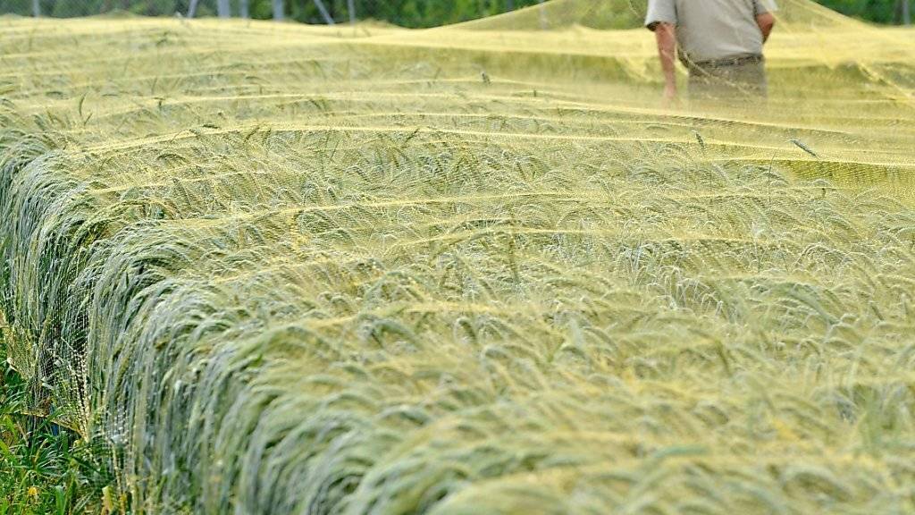 Der Anbau gentechnisch veränderter Pflanzen bleibt weiterhin der Forschung vorbehalten. Versuchsfeld mit Weizen der Forschungsanstalt Agroscope. (Archivbild)