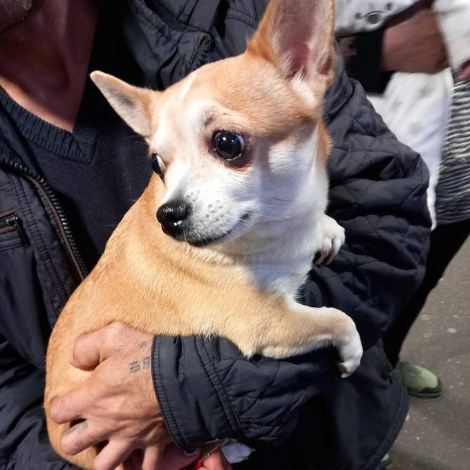 Mann klaut Chihuahua am Bahnhof Oerlikon