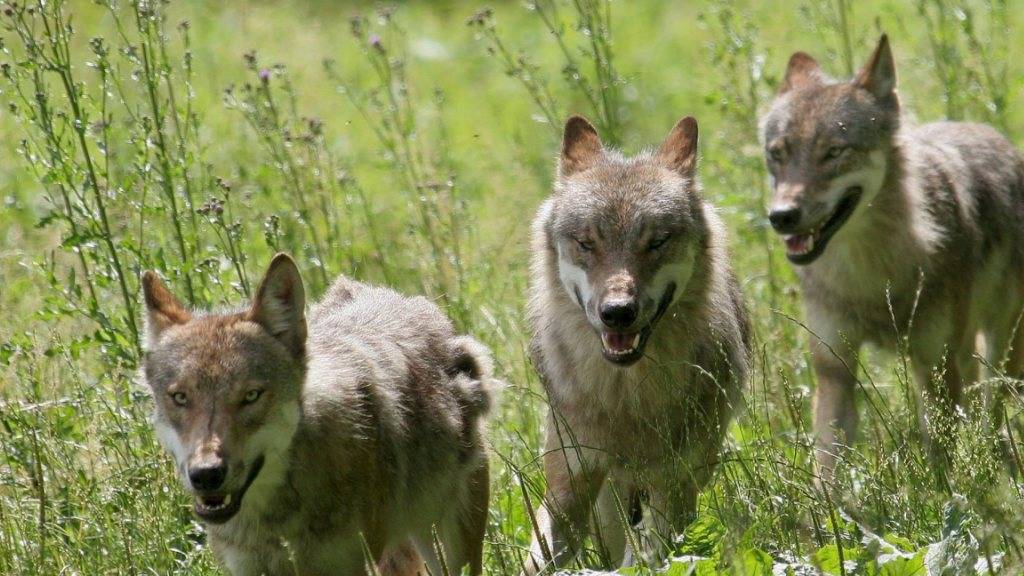 Junge Wölfe ((Archivbild KEYSTONE/EPA/UWE ZUCCHI)