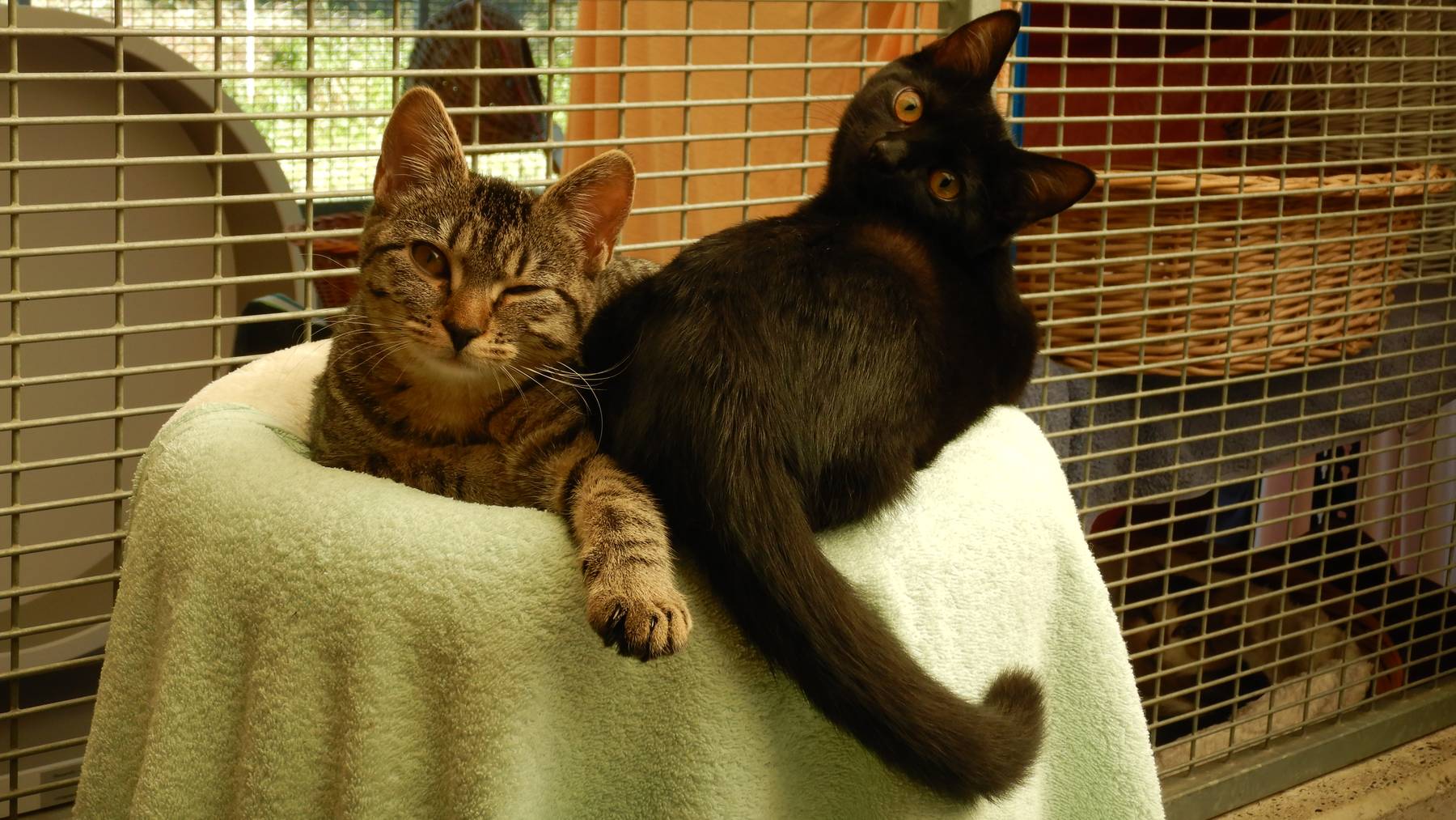Katzenwelpen 