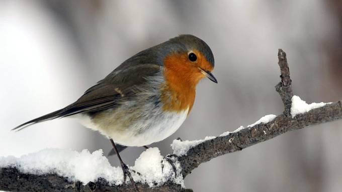 Auch ältere Zugvögel können das Navigieren noch erlernen