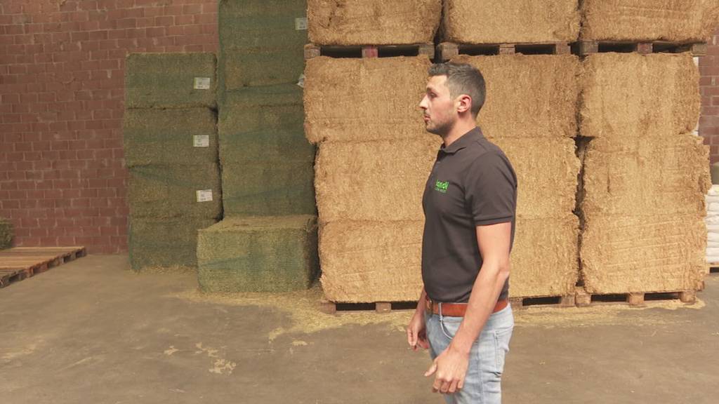 Trockenheit in der Landwirtschaft setzt auch Futterproduzenten unter Druck