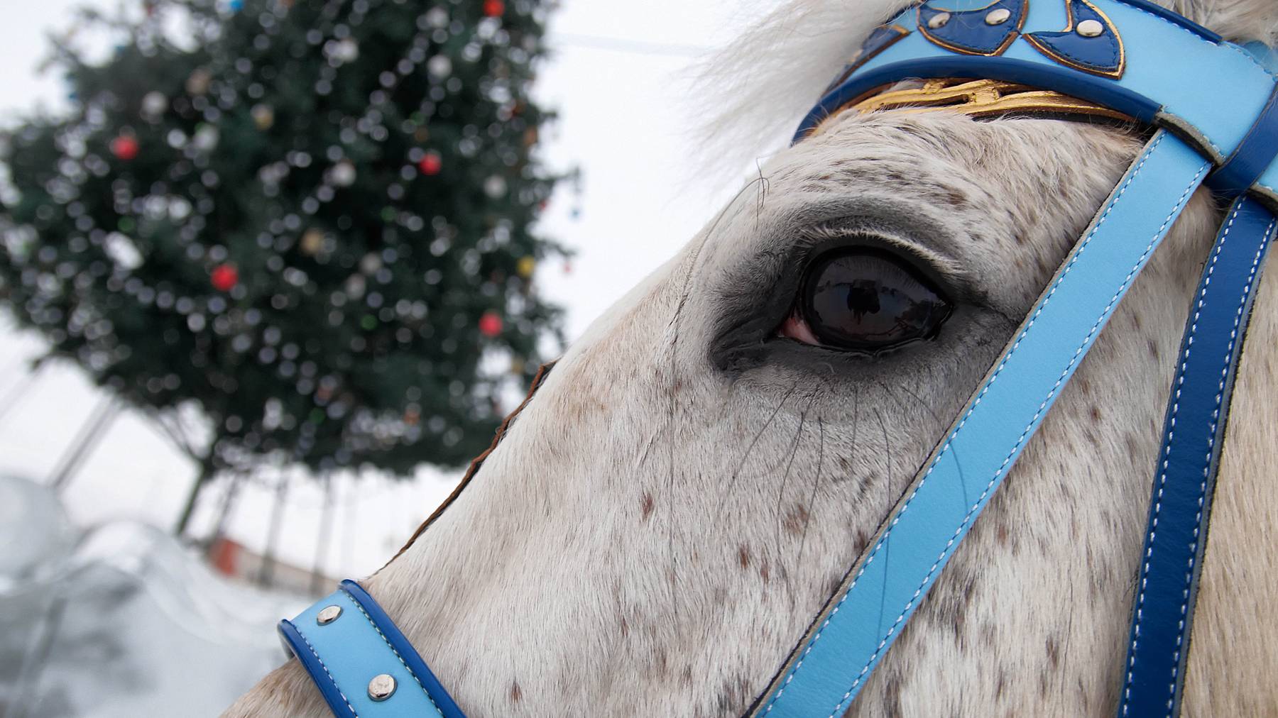 Freuen sich schon jetzt auf deinen Weihnachtsbaum: Die Pferde