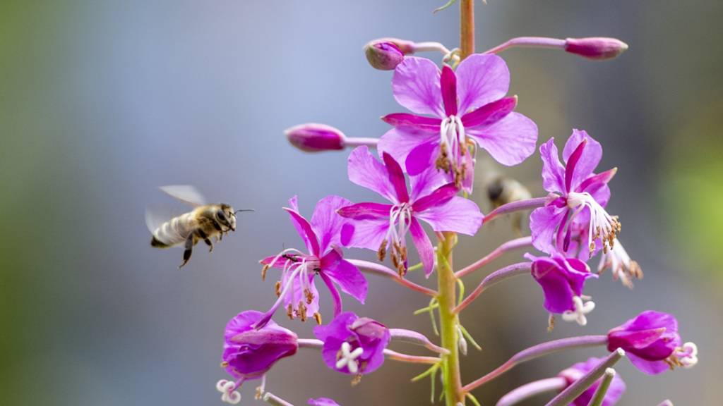 Wild- und Honigbienen haben auf dem neuen Insektenpfad im Tierpark Goldau ihren Auftritt.