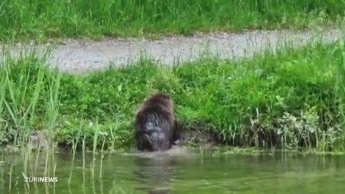 Biber greift Hunde an