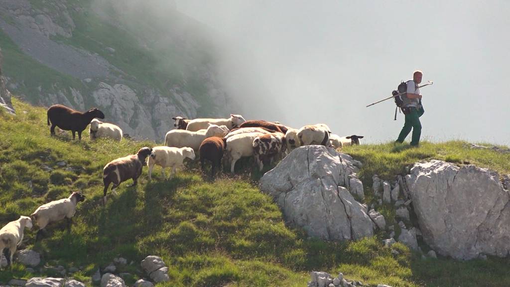 Alpsommer – Ale und die 1'000 Schafe