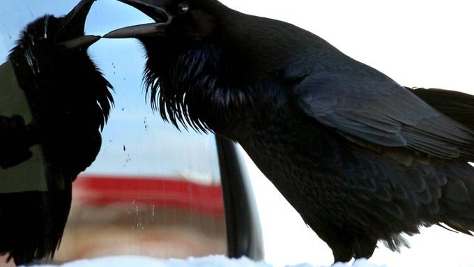 Vögel und Primaten sind trotz verschiedener Gehirne gleich schlau