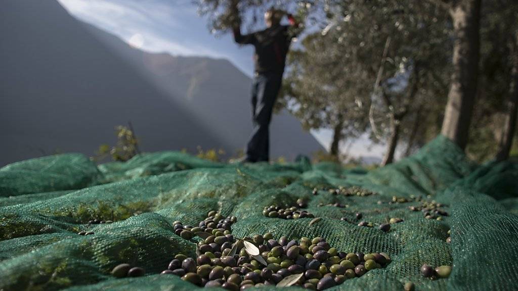 Kantonschemiker haben die Qualität von Olivenöl «extra vergine» in der Schweiz überprüft. Dabei hat sich ein Generalverdacht für Fälschungen nicht bestätigt. (Archivbild)