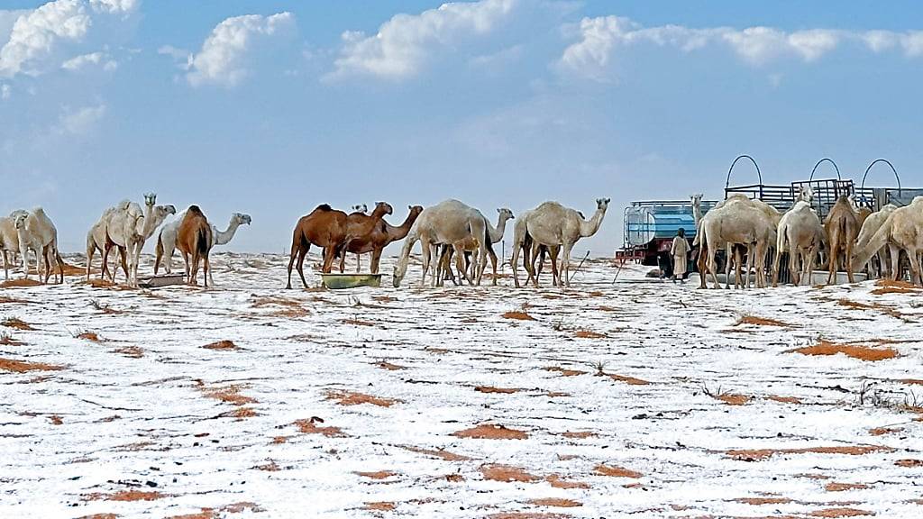 dpatopbilder - Schnee umgibt Kamele auf ihrer Farm in der Provinz Al Jawf, im Norden Saudi-Arabiens. Foto: STR/AP/dpa