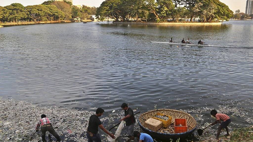 Gemeindearbeiter fischen die toten Fische aus dem Ulsoorsee: Ursache des Massensterbens ist die starke Verschmutzung in Kombination mit der erhöhten Wassertemperatur.