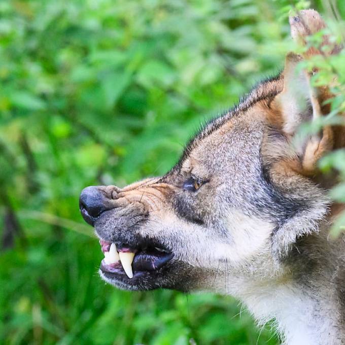Berner Regierung gibt Wolf im Berner Jura zum Abschuss frei