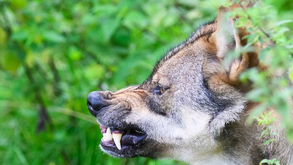 Ein Wolf im Berner Jura kann geschossen werden. (Symbolbild)