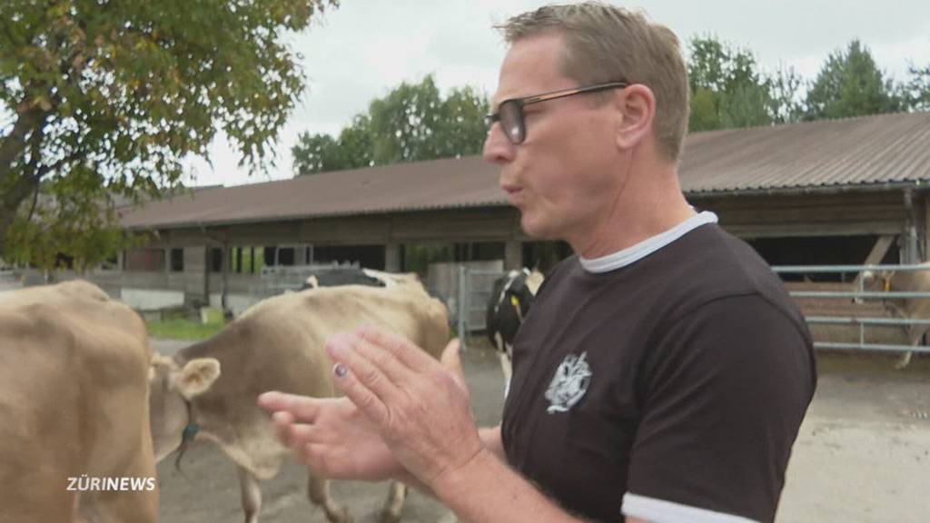 25'000 Kühen in der Schweiz droht die Schlachtung