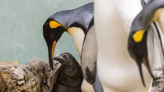 Basler Zolli freut sich über drei Pinguinküken