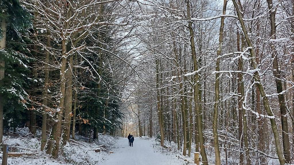 Das Obwaldner Kantonsparlament diskutierte in seiner März-Session über die Kostenverteilung bei Schutzmassnahmen im Wald. (Symbolbild)