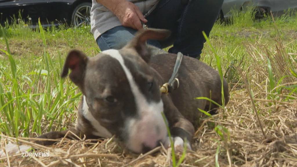 Pitbull Terrier beisst 9-jährigen ins Gesicht