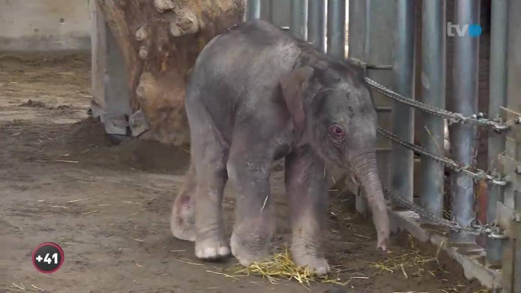 Elefantennachwuchs im Kinderzoo