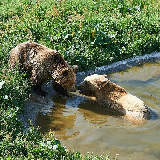 So herzig baden die Aroser Bären