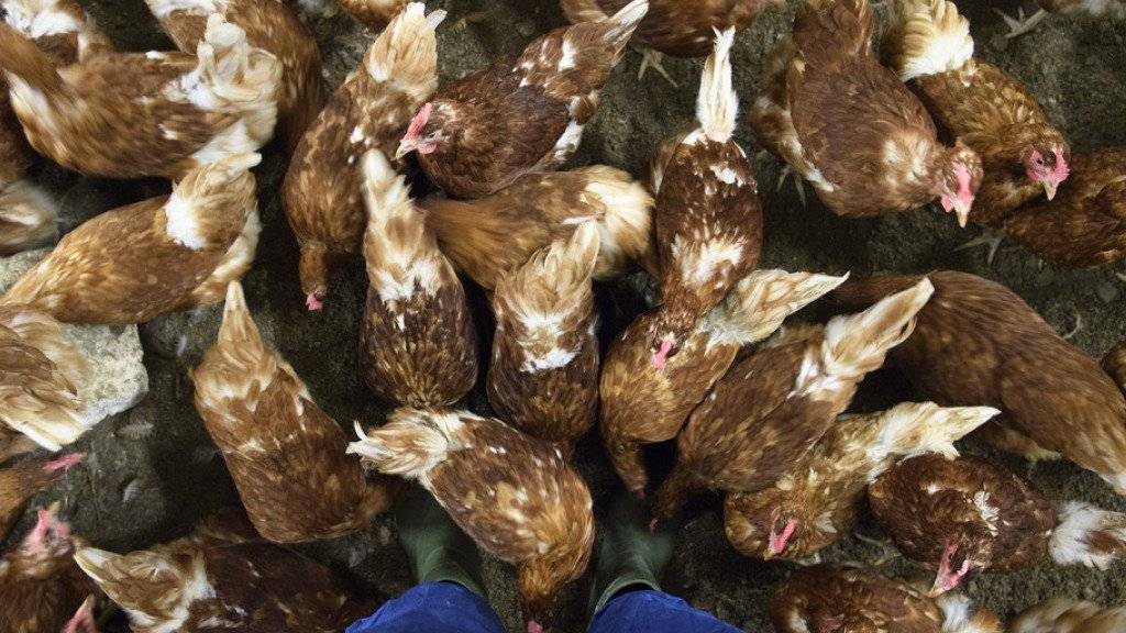 Die Schweiz und das Fürstentum Liechtenstein verlängern die im November erlassenen Massnahmen zum Schutz von Nutztieren gegen die Vogelgrippe um zwei Monate. (Symbolbild)