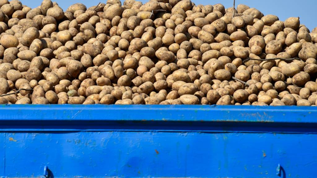 Rekord-Ernte in Sicht: Für belgische Kartoffelbauern läuft es derzeit gut. (Symbolbild)