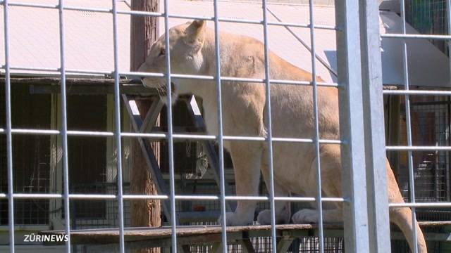 `Raubtiere gehören nicht in den Zirkus`