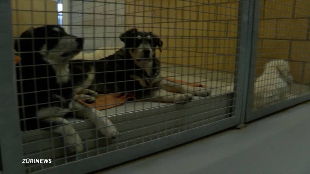 Tierheime sind überfüllt: Ernüchterung nach Hunde-Boom im Lockdown