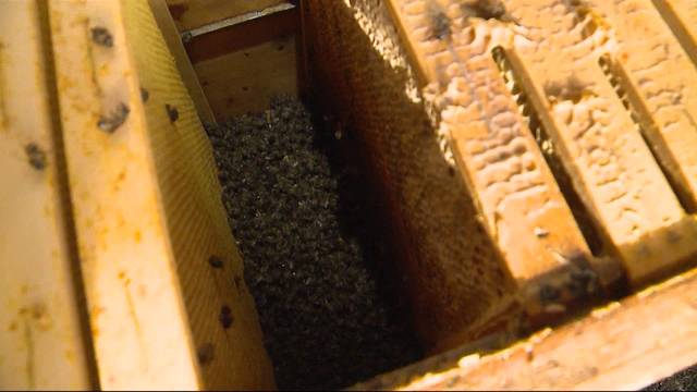 Bienendiebe: «Aus Dummheit!»