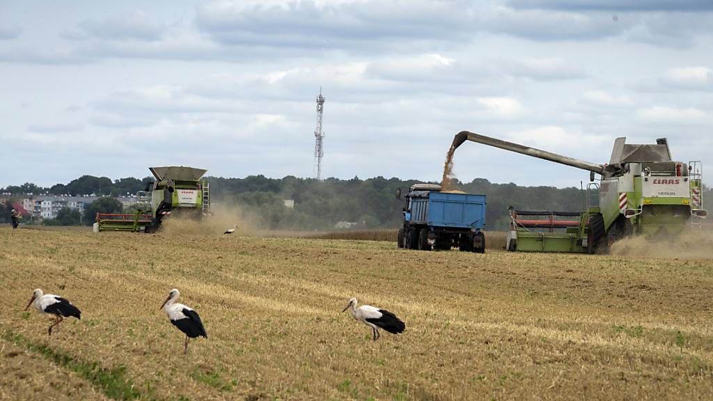 ARCHIV - Störche laufen vor Erntemaschinen auf einem Weizenfeld im Ort Shuriwka in der Ukraine. Foto: Efrem Lukatsky/AP/dpa