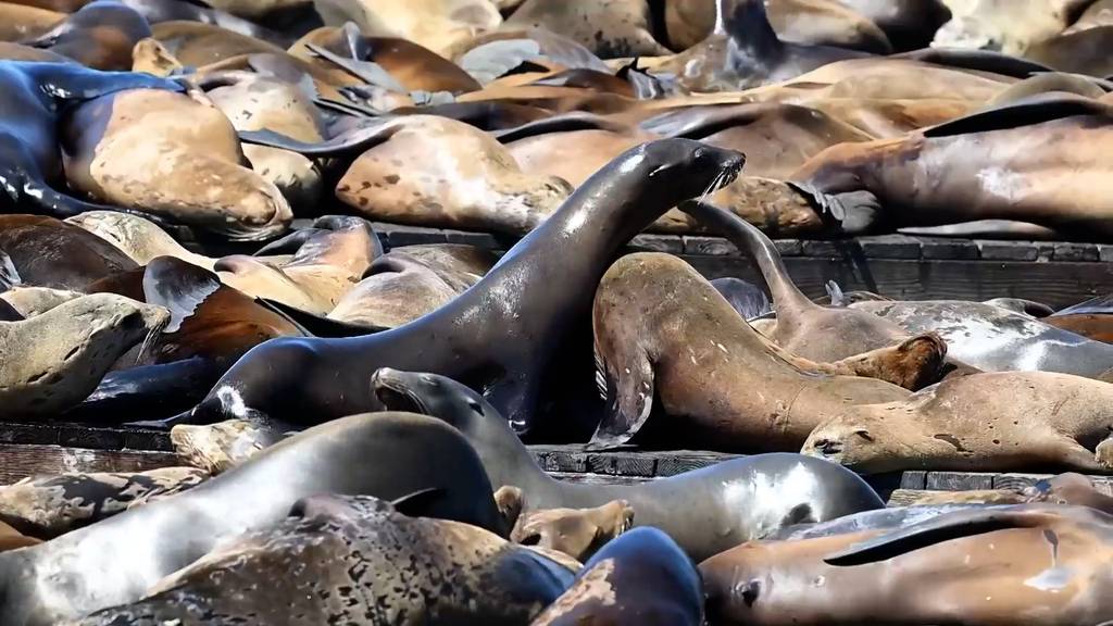 Mehr als 1000 Seelöwen tummeln sich im Hafen von San Francisco