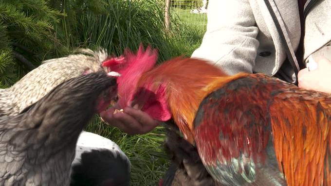 Pönker Güggel Tom: Das neue Kinderbuch von Patric Scott