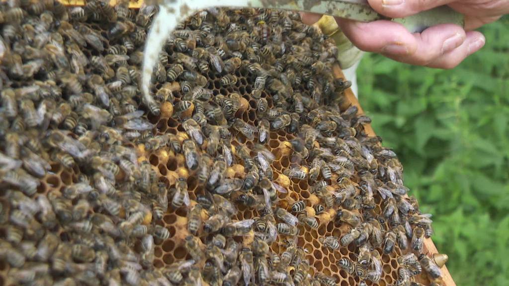 Bienenferien: Appenzeller Bienen pflücken Nektar in Arosa